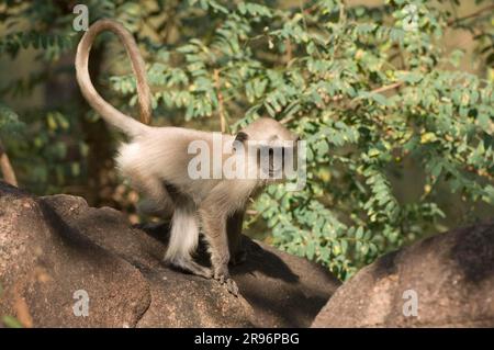 Hanuman Langur, Young, Pench-Nationalpark, Madhya Pradesh, Indien (Presbytis entellus), Entellus Langur, Hulman Stockfoto