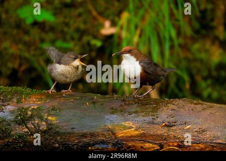 Weißbrustdipper (Cinclus cinclus), Fütterung, Jungvogel, Rheinland-Pfalz, Deutschland Stockfoto