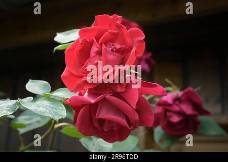 Rote Rose Stockfoto