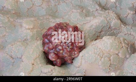 Unkontrolliertes Wachstum von Krebszellen über Gewebe, Tumorinfektionszellen und Ausbreitung, invasive Entzündung und Metastasen Krebs. Reproduzieren Stockfoto