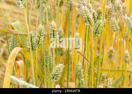 Zwergweizen (Triticum compactum) Stockfoto