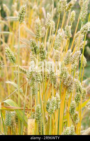 Zwergweizen (Triticum compactum) Stockfoto