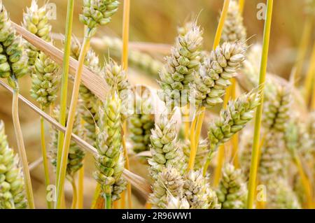 Zwergweizen (Triticum compactum) Stockfoto