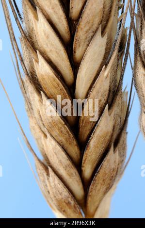 Wildweizen (Triticum boeoticum) Stockfoto