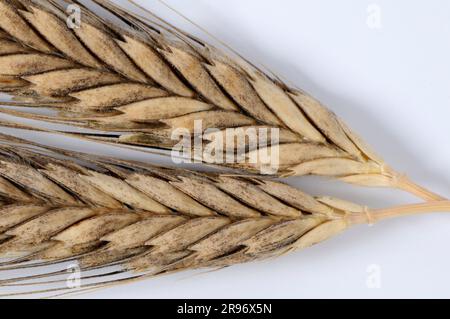 Wildweizen (Triticum boeoticum) Stockfoto