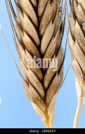 Wildweizen (Triticum boeoticum) Stockfoto