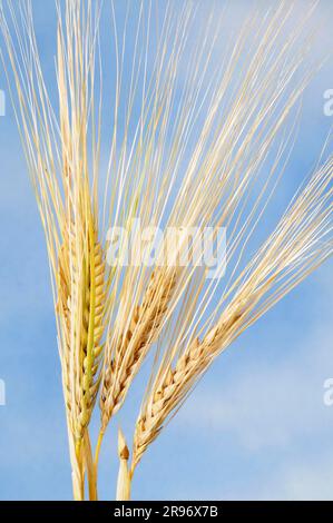 6-zeilige Gerste (Hordeum vulgare hexastichon) Stockfoto