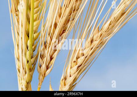 6-zeilige Gerste (Hordeum vulgare hexastichon) Stockfoto