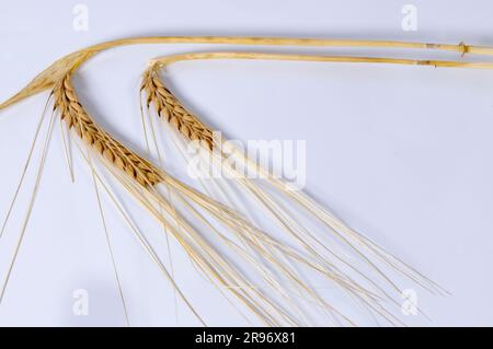 Gerste (Hordeum distichon didtichon) Stockfoto