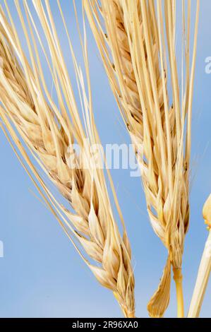 6-zeilige Gerste (Hordeum vulgare hexastichon) Stockfoto