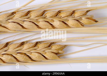 Gerste (Hordeum distichon didtichon) Stockfoto