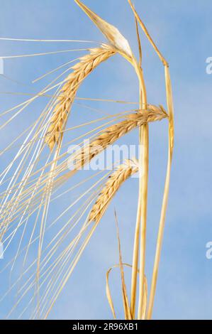 Gerste (Hordeum distichon didtichon) Stockfoto