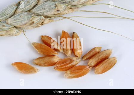 Kolchic-Emer (Triticum karamyshevii), Emmerkerne, Getreidekörner Stockfoto