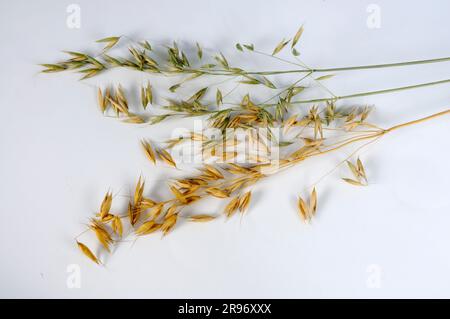 Orientalischer Hafer (Avena orientalis tristis) (Avena sativa orientalis), ungarischer Hafer, Flaggenhafer Stockfoto