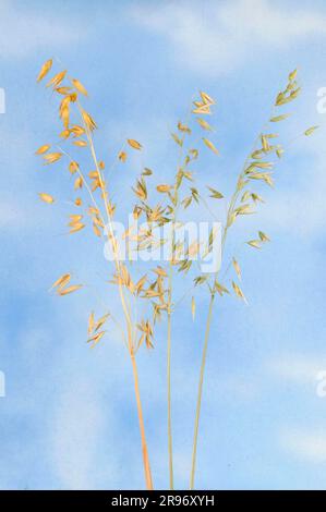 Orientalischer Hafer (Avena orientalis tristis) (Avena sativa orientalis), ungarischer Hafer, Flaggenhafer Stockfoto