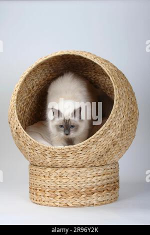 Birman-Katze, Blue-Point, Heiliger Birman, Katzenkorb Stockfoto