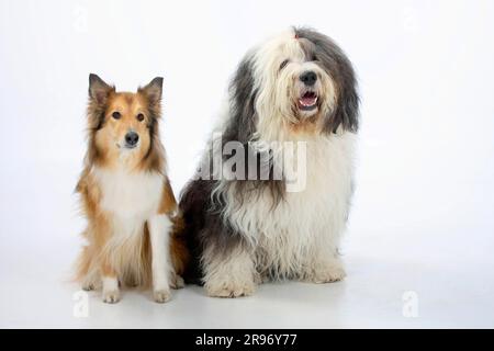 Collie und Bobtail, schottischer Schäferhund, altenglischer Schäferhund, altenglischer Schäferhund Stockfoto