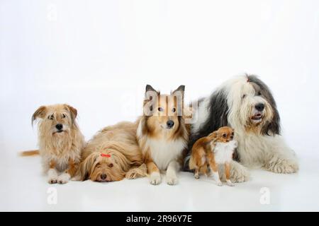 Mischhunde, Collie, Bobtail und Chihuahua, einsamer Mischhund, Schottischer Schäferhund, Altenglischer Schäferhund, Altenglischer Schäferhund Stockfoto