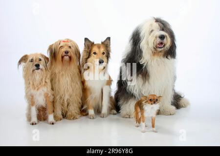 Mischhunde, Collie, Bobtail und Chihuahua, einsamer Mischhund, Schottischer Schäferhund, Altenglischer Schäferhund, Altenglischer Schäferhund Stockfoto