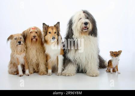 Mischhunde, Collie, Bobtail und Chihuahua, einsamer Mischhund, Schottischer Schäferhund, Altenglischer Schäferhund, Altenglischer Schäferhund Stockfoto