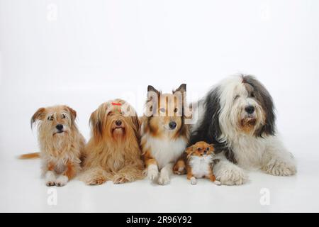 Mischhunde, Collie, Bobtail und Chihuahua, einsamer Mischhund, Schottischer Schäferhund, Altenglischer Schäferhund, Altenglischer Schäferhund Stockfoto