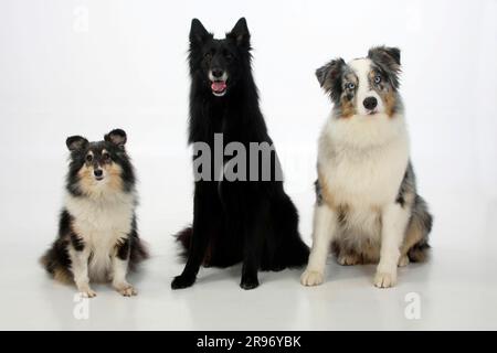 Groenendael, Sheltie und Australian Shepherd, Belgischer Shepherd, Shetland Sheepdog Stockfoto