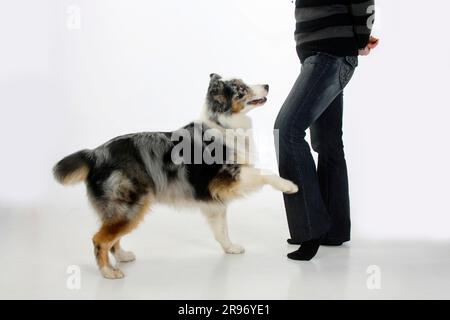 Australian Shepherd, 6 Jahre alt, Blue Merle, Hundetanz Stockfoto