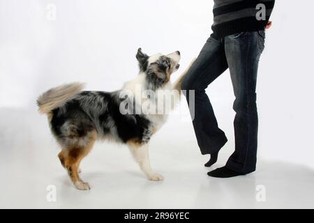 Australian Shepherd, 6 Jahre alt, Blue Merle, Hundetanz Stockfoto