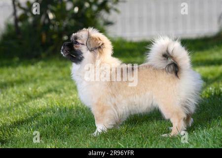 Hündchen, 4 1/2 Monate, Tibetanischer Spaniel, seitlich Stockfoto