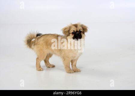 Tibetanischer Spaniel, Welpe, 4 1/2 Monate Stockfoto