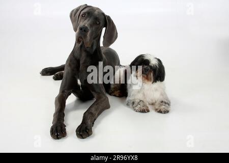 Großer Däne, weiblich, blau, 7 Monate, und Shih-Tzu, 10 Jahre alt Stockfoto