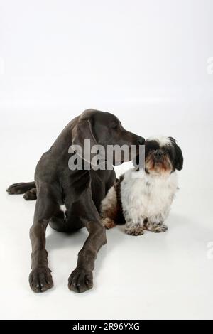 Großer Däne, weiblich, blau, 7 Monate, und Shih-Tzu, 10 Jahre alt Stockfoto