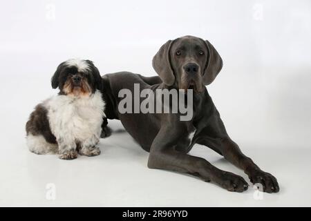 Großer Däne, weiblich, blau, 7 Monate, und Shih-Tzu, 10 Jahre alt Stockfoto