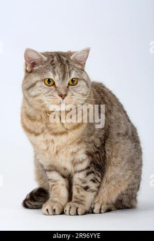 Britische Kurzhaarkatze, Schokoladensilber-Tabby, BKH, Schokoladensilber-Tabby, Makrele Stockfoto