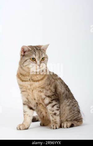 Britische Kurzhaarkatze, Schokoladen-Silber-Tabby, BKH, Tabby-Makrele, Schokoladen-Silber-Tabby Stockfoto