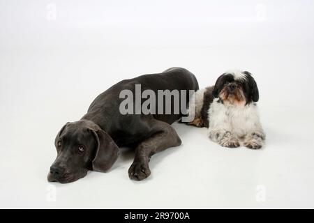 Großer Däne, weiblich, blau, 7 Monate, und Shih-Tzu, 10 Jahre alt Stockfoto