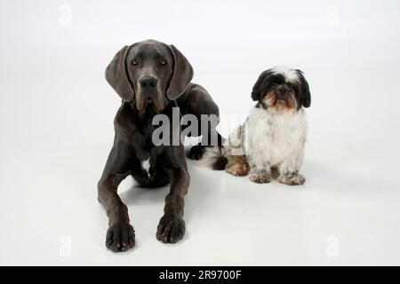 Großer Däne, weiblich, blau, 7 Monate, und Shih-Tzu, 10 Jahre alt Stockfoto