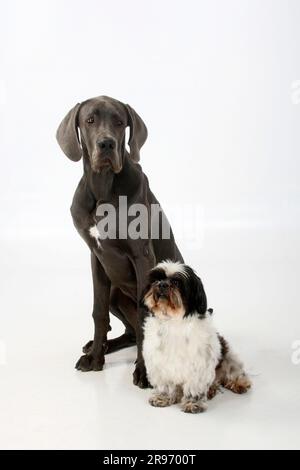 Großer Däne, weiblich, blau, 7 Monate, und Shih-Tzu, 10 Jahre alt Stockfoto