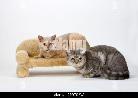 Britische Kurzflossen-Katzen, Flieder-Tortie und Blausilber-Tabby, BKH, Tabby, Blausilber-Tabby, Britische Kurzhaarkatze Stockfoto