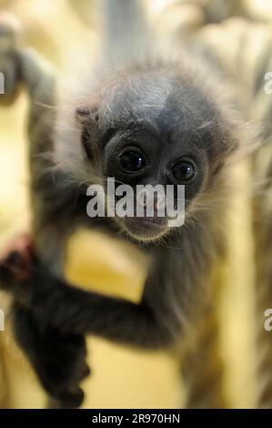 Jungfische Spinnenaffe mit goldener Front (Ateles belzebuth belzebuth) Stockfoto