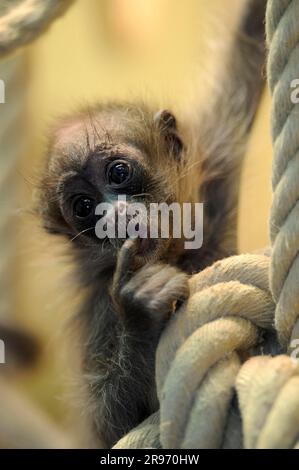 Jungfische Spinnenaffe mit goldener Front (Ateles belzebuth belzebuth) Stockfoto