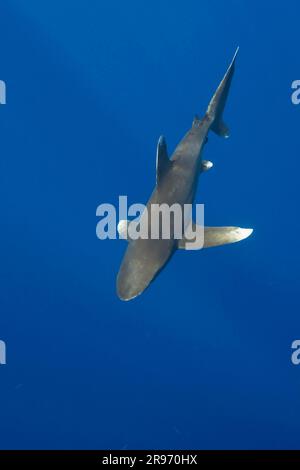 Weißspitzen-Hochseehai (Carcharhinus longimanus), Daedalus-Riff, Rotes Meer, Weißflossenhai, freisetzbar, Ägypten, Afrika Stockfoto