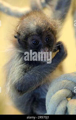 Jungfische Spinnenaffe mit goldener Front (Ateles belzebuth belzebuth) Stockfoto