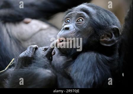 Bonobo (Pan paniscus), Jugendlicher, Zwergschimpanse Stockfoto