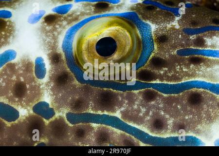 Rührfisch (Aluterus scriptus), Auge, Marsa Alam, Rotes Meer, Ägypten Stockfoto