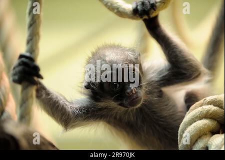 Jungfische Spinnenaffe mit goldener Front (Ateles belzebuth belzebuth) Stockfoto