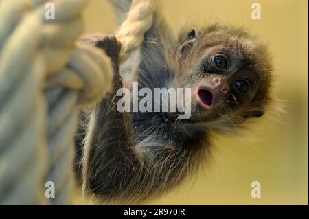 Jungfische Spinnenaffe mit goldener Front (Ateles belzebuth belzebuth) Stockfoto