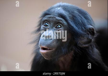 Bonobo (Pan paniscus), Jugendlicher, Zwergschimpanse Stockfoto