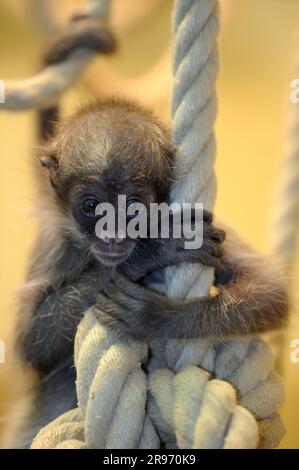Jungfische Spinnenaffe mit goldener Front (Ateles belzebuth belzebuth) Stockfoto
