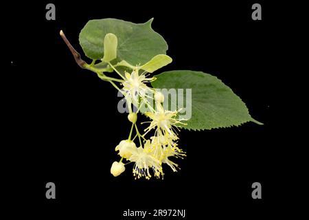 Ein Zweig einer Linde mit Blumen und Blättern, isoliert auf schwarzem Hintergrund. Stockfoto